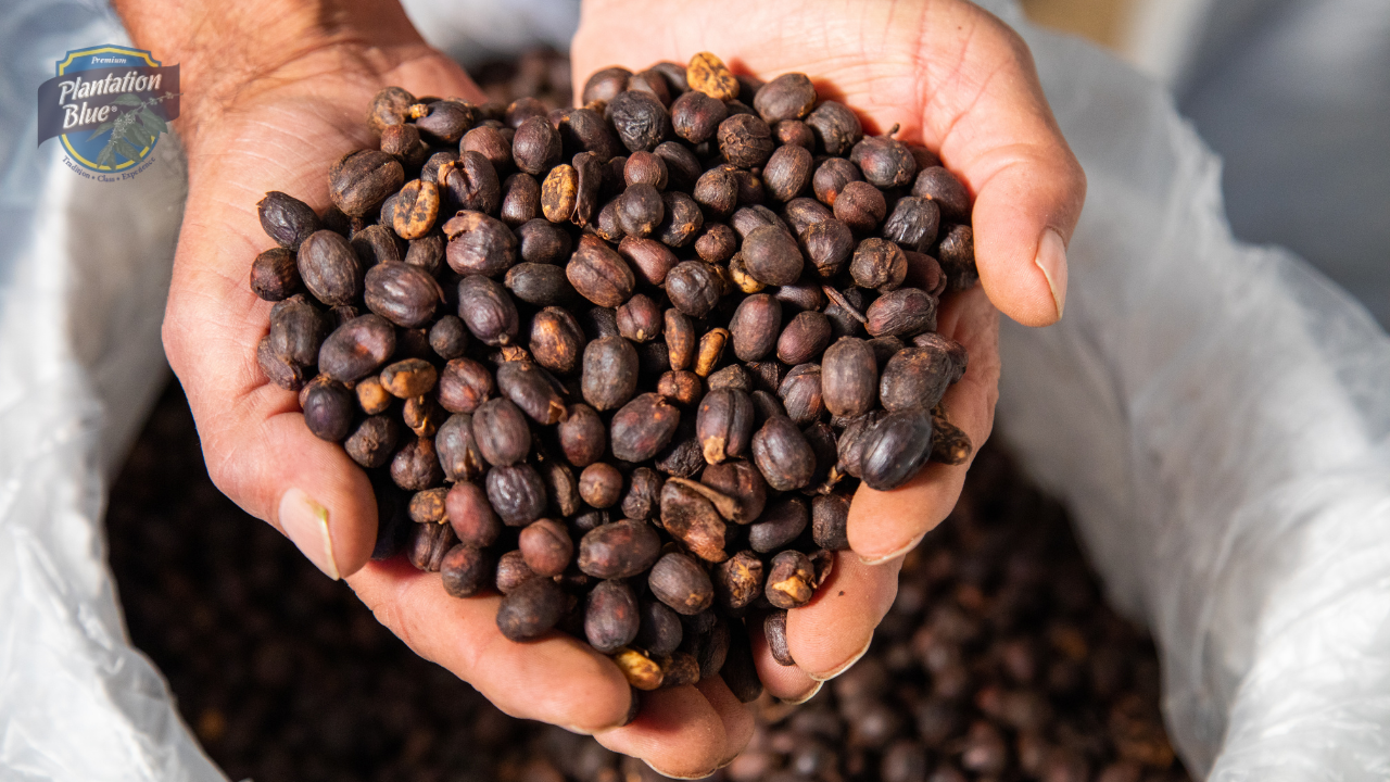Hands holding freshly harvested Jamaica Blue Mountain coffee beans, showcasing the origin of authentic Blue Mountain Coffee.