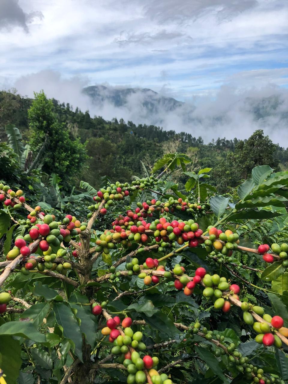 Ripening coffee cherries on a branch with misty Blue Mountain peaks behind