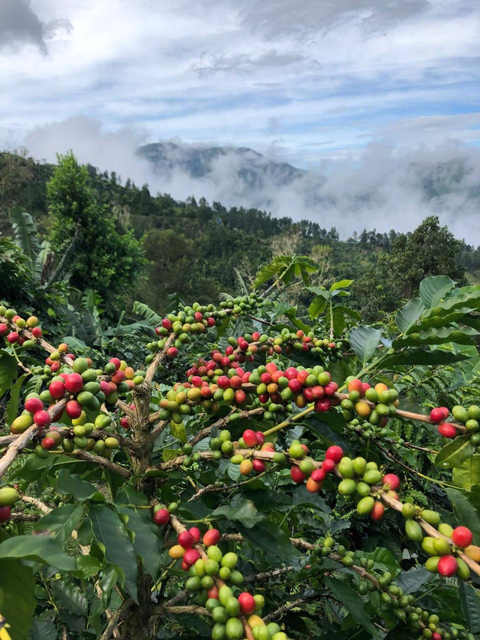 Ripening coffee cherries with misty Blue Mountain peaks behind