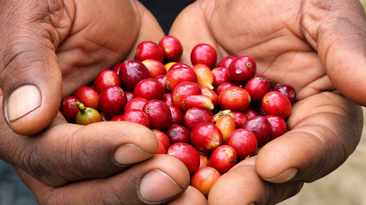 Cupped hands holding freshly hand-picked ripe red coffee cherries