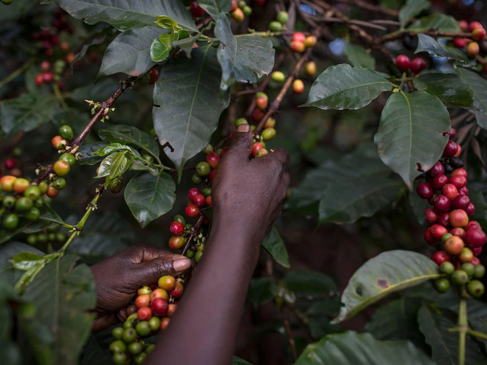 Hands picking ripe red coffee cherries from the branch