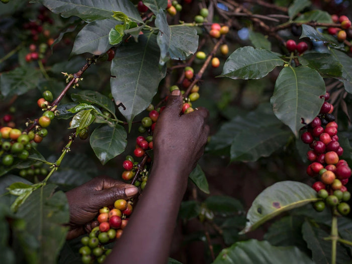 Selective handpicking of ripe coffee cherries